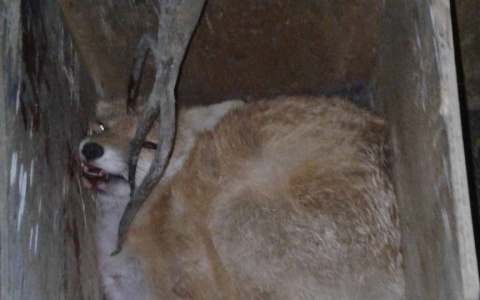 В центре  Коврова лиса за считанные минуты задушила 6 куриц