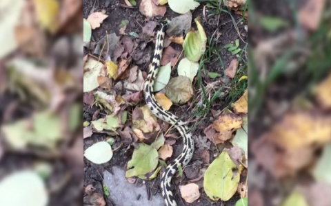 Змея переполошила жителей Владимира (видео)