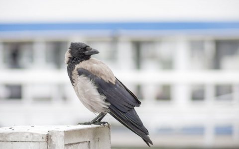 Завтра "бабье лето" распрощается с Владимиром