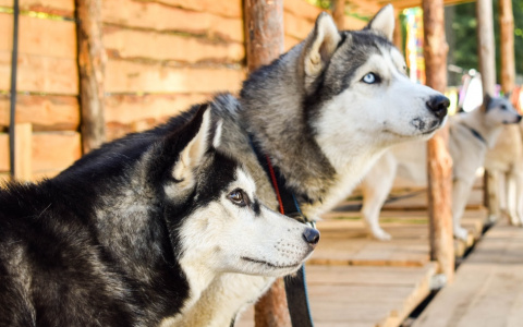 Владимирцы могут бесплатно обнять милых хаски в парке