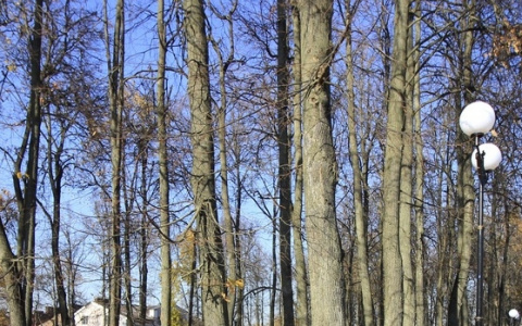 В понедельник во Владимире будет немного ветрено