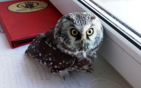 Мохноногий сыч внезапно заявился в детский сад во Владимире