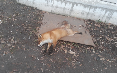 Во Владимире возле остановки обнаружили мертвую лису