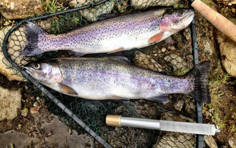 Стал известен самый популярный продукт во Владимирской области