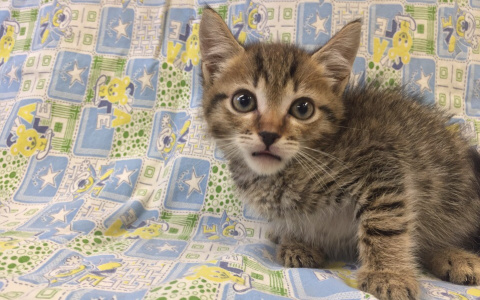 Сногсшибательные котята нуждаются в теплом доме и чесании пузика!