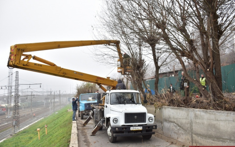 Во Владимире коммунальщики обрезают старые деревья к зиме