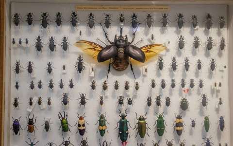 Украденную коллекцию владимирского энтомолога пытались продать в сети