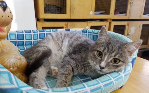 Коты, поражающие воображение своей красотой, нуждаются в тепле и уюте