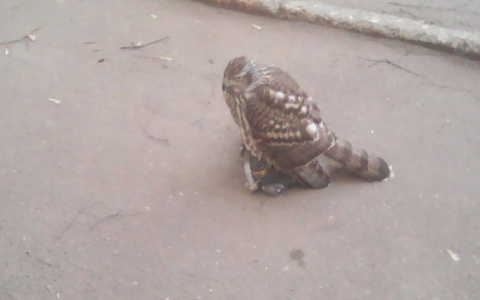 Ястреб позавтракал голубем на глазах у изумленных владимирцев