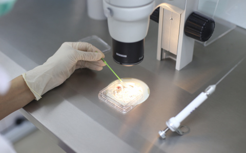 Владимирские репродуктологи консультируют до конца года бесплатно