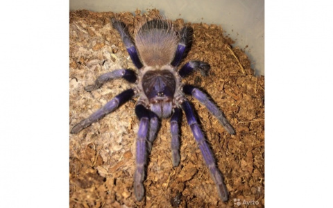 Топ-5 необычных животных, продаваемых жителями Владимира