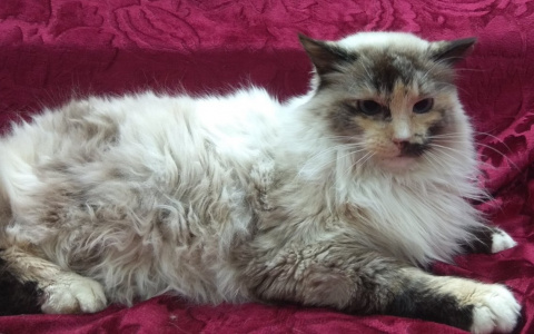 Очередная порция котят, ищущих семью, обнаружена во владимирском приюте