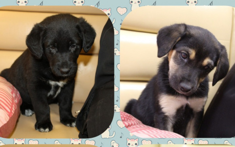 Великолепная четверка щенят из Владимира нуждается в заботе и любви