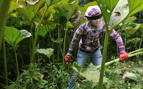 Во Владимирской области Прокуратура «просит» чиновников биться с борщевиком