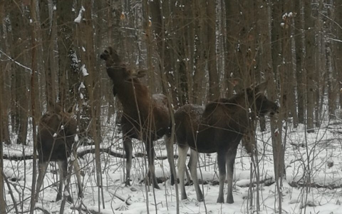 Глава владимирской администрации столкнулся с семейством лосей
