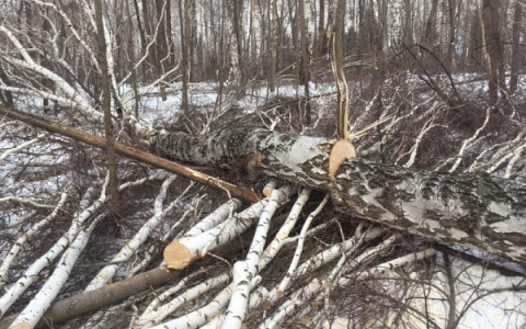 Взялся за топор: в Собинке мужчина нарубил берёз на уголовное дело