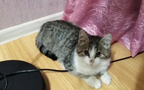 Подборка милейших котиков, которые нуждаются в заботе владимирцев