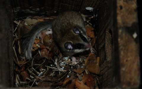 Мещерскую  загадочную соню  внесут в Красную книгу