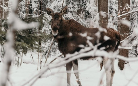 За сутки владимирцы встретили лисицу и семью лосей в черте города