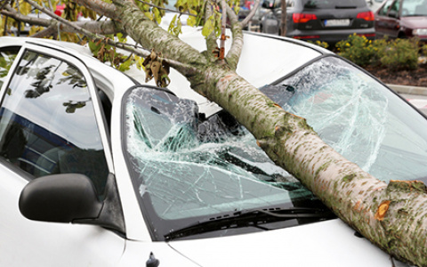Во Владимире городское предприятие дорого заплатит за упавшее дерево