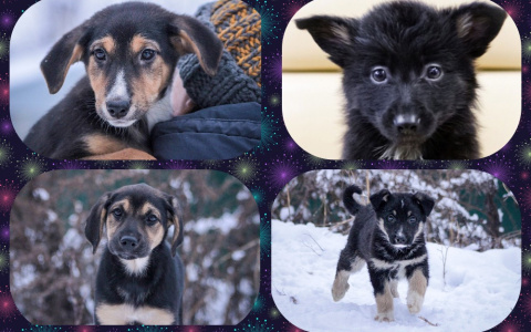 Маленькие владимирские пёсики ищут семью