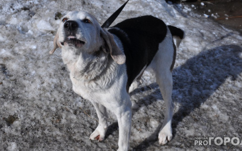 За жестокое обращение с животными теперь можно получить три года тюрьмы