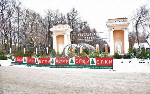 5 мест во Владимире, где можно купить живую ёлку на Новый год