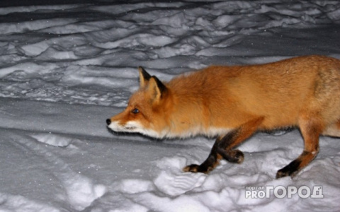 Роспотребнадзор: во Владимирской области зафиксировали 35 случаев бешенства