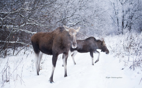 Взгляните на чудесные фотографии лосей из парка "Дружба" во Владимире