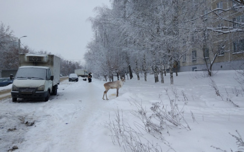 Новогодний олень носился по улицам Владимира, изумляя прохожих (видео)