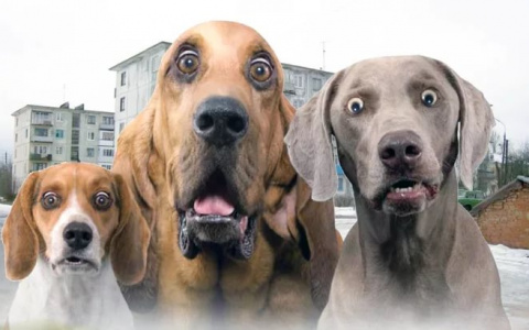 За котиков и рыбок придется заплатить: вводят налог на домашних животных