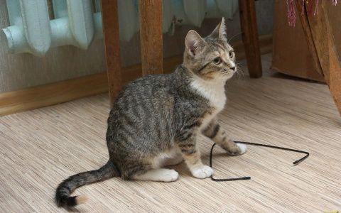 Ловите пушистых котят, нуждающихся в заботе владимирцев и вкусной еде