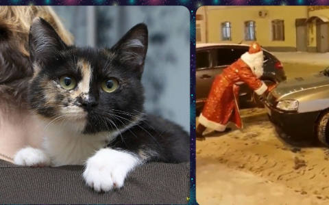 Владимир за день: особенности налогов на рыбалку, ДТП "паровозиком", котята