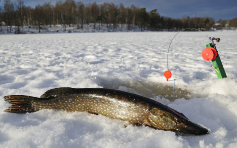 Во Владимирской области поймали браконьера, который рыбачил в заказнике