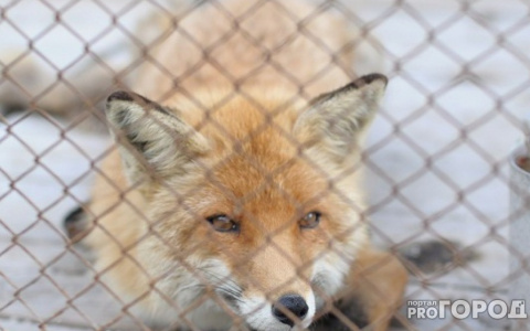 Под Ковровом бешеная лиса напала на собаку, но проиграла смертельную битву