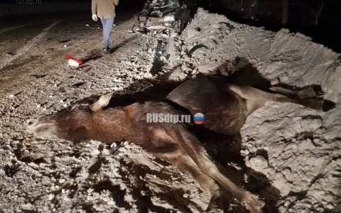 Огромный лось погиб в ДТП во Владимирской области