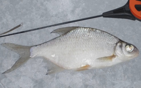 Меленковские рыбаки поймали леща и штраф в почти 40 000 рублей