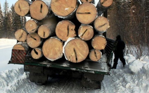Двое "чёрных лесорубов" наломали дров на 7 миллионов рублей