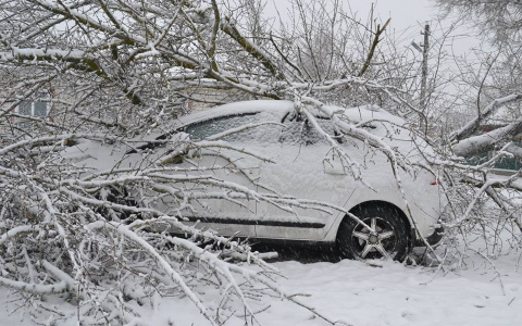 Жительница Владимира отсудила деньги за упавшее на свой автомобиль дерево