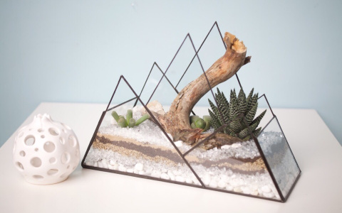 Владимирцам рассказали, как сделать мини-сад в небольших квартирах