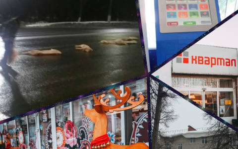 Владимир за день: трупы свиней, полицейские лошади и похищенный олень