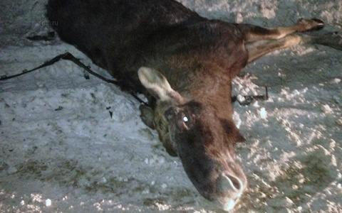 Охотник из Кольчугино незаконно убил лося: мужчине грозит два года тюрьмы