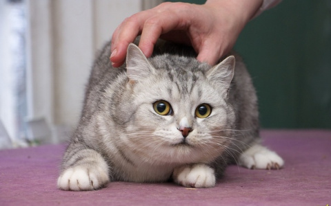 Утренняя подборка симпатичных котят, нуждающихся в помощи во Владимире