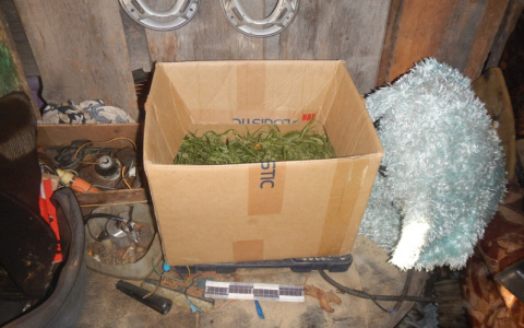 Во Владимирской области оперативники поймали крупного наркодилера (видео)