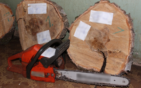 Мужчина, нарубивший дров под Гороховцом, ждет решения суда