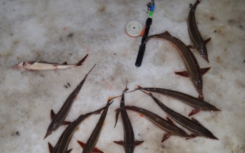 Во Владимирской области обнаружили 9 кг стерляди, пойманной нелегально