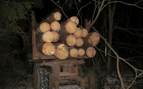 Во Владимирской области поймали "чёрного лесоруба"