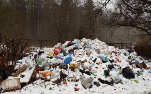 В Петушинском районе компанию оштрафовали за свалку мусора