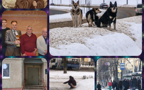 Владимир за день: бездомные собаки, гадящий мужик и поликлиника в Добром