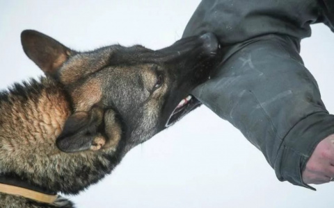 С начала года уже более ста владимирцев пострадали от укусов животных